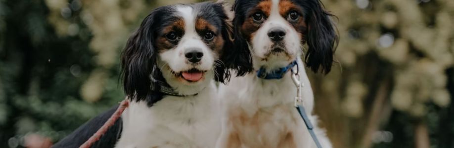 Alpha K-9 Dog Training Cover Image